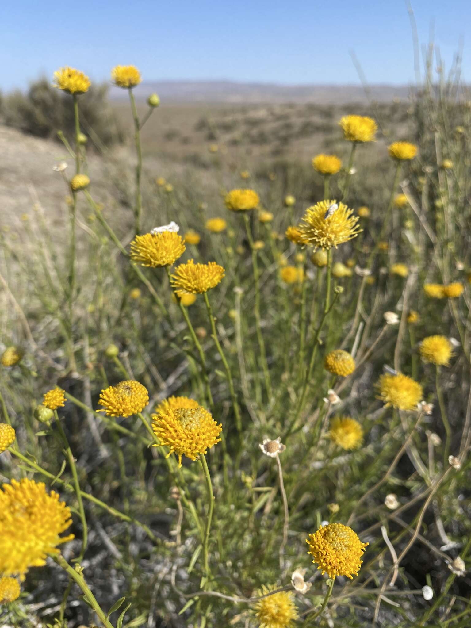 Image of yellow aster