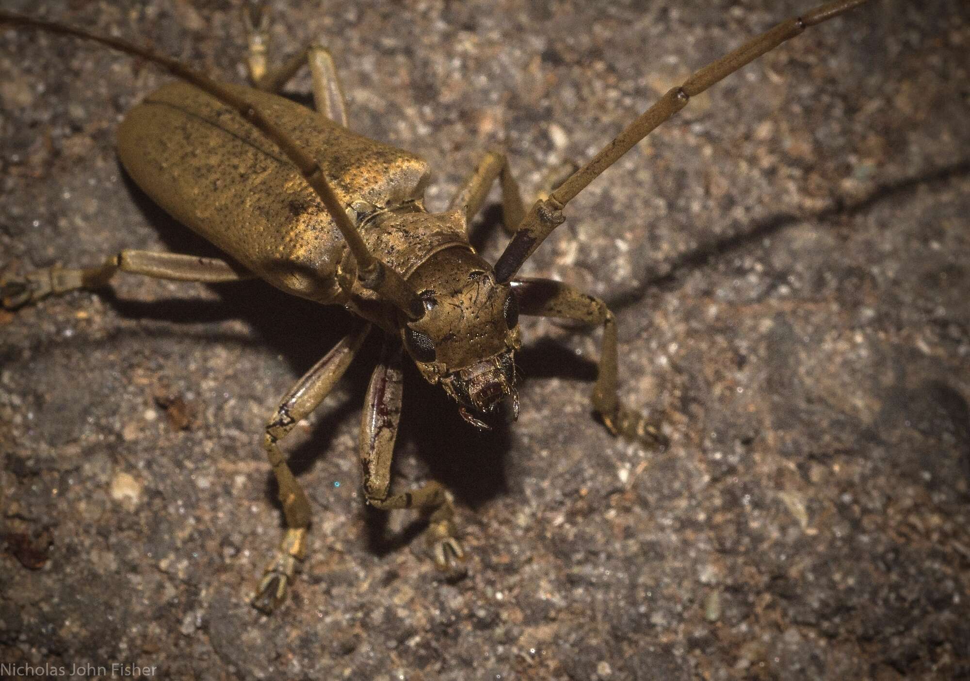 Image of Acalolepta aurosericea (Breuning 1936)