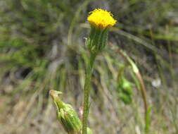 Plancia ëd Senecio asperulus DC.