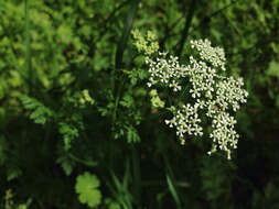 Image of poison hemlock