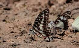 Graphium porthaon (Hewitson 1865)的圖片