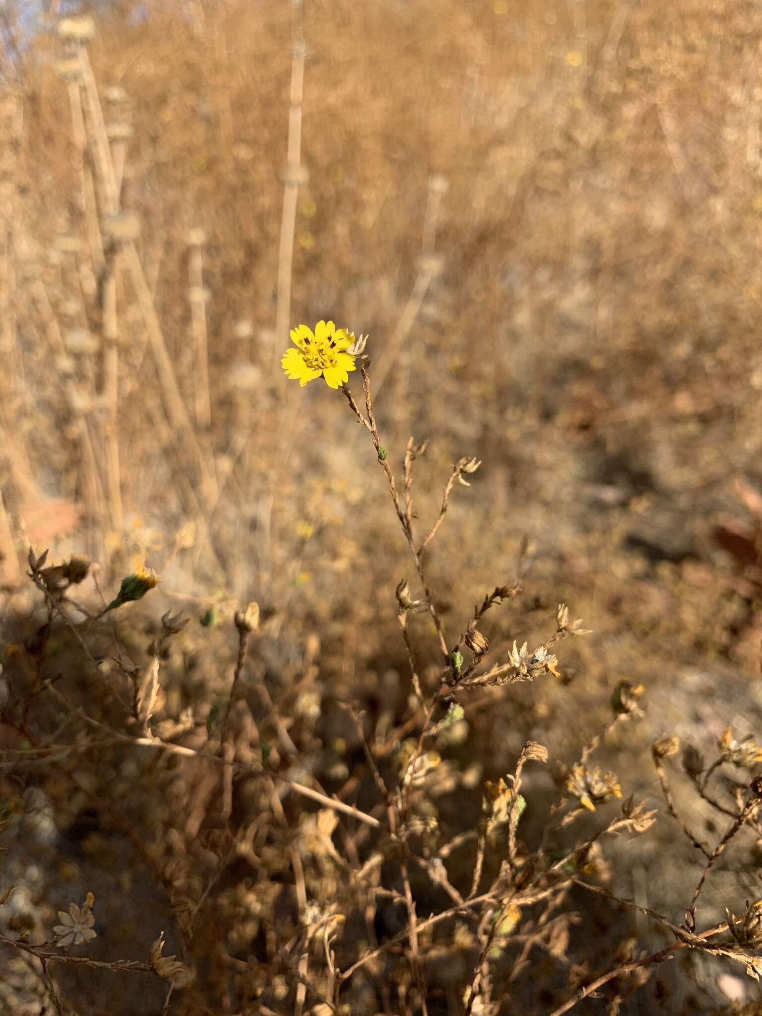 Image of San Diego Moonshine-Daisy