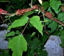 Image of eastern poison ivy