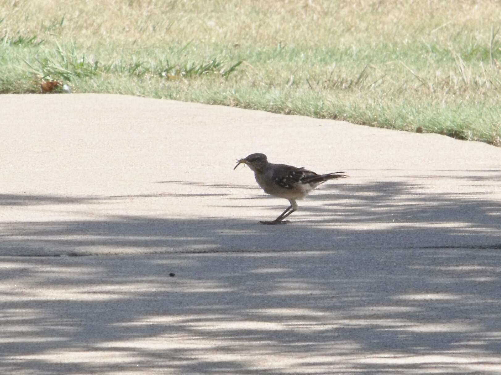 Image of Northern Mockingbird