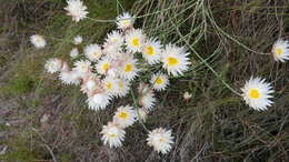 Image of Edmondia sesamoides (L.) O. M. Hilliard