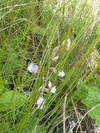 Image of Astragalus austriacus Jacq.