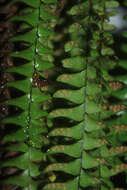 Image of scaly dwarf polypody