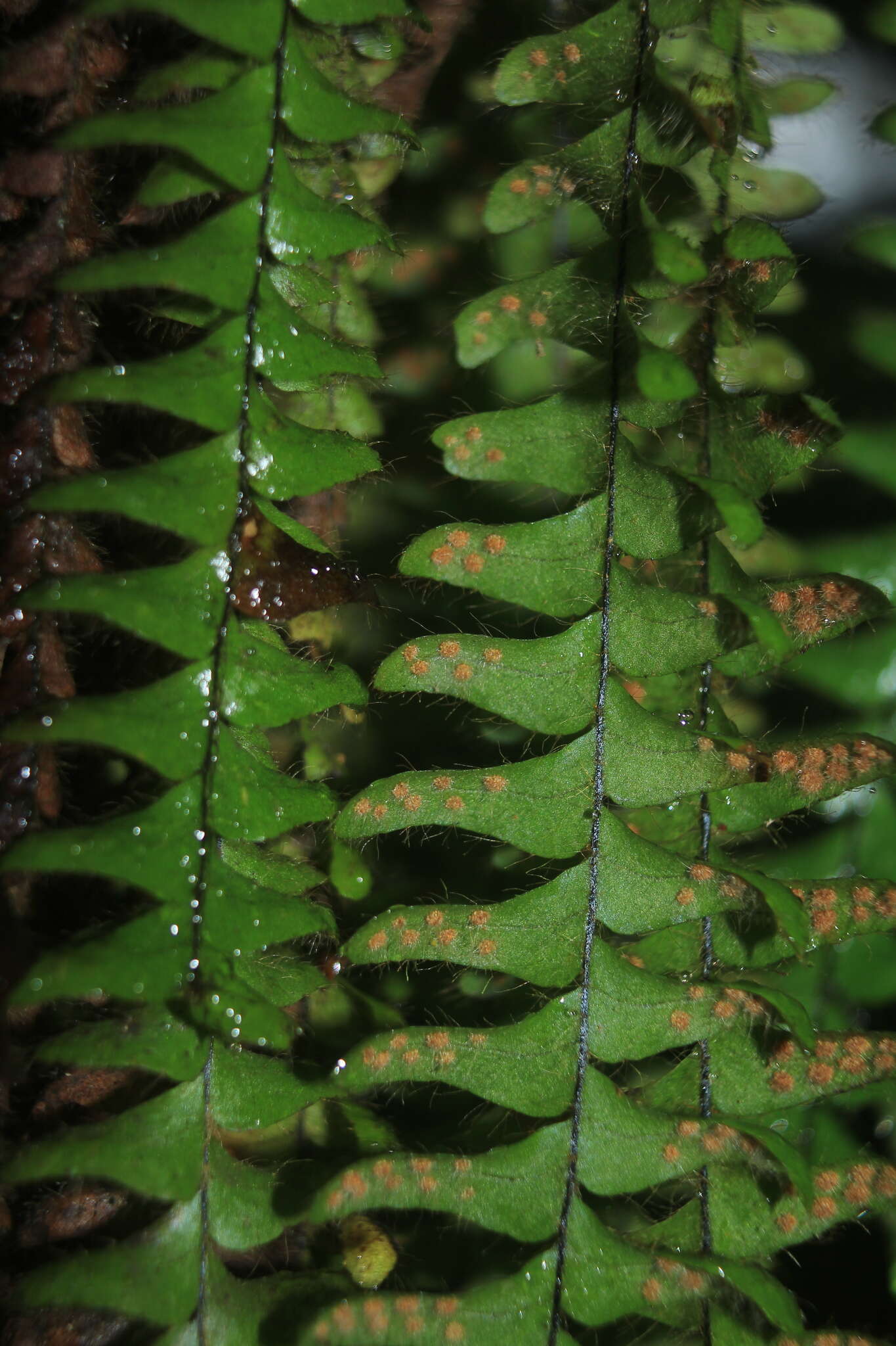 Image of scaly dwarf polypody