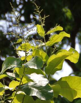 Image of markingnut tree