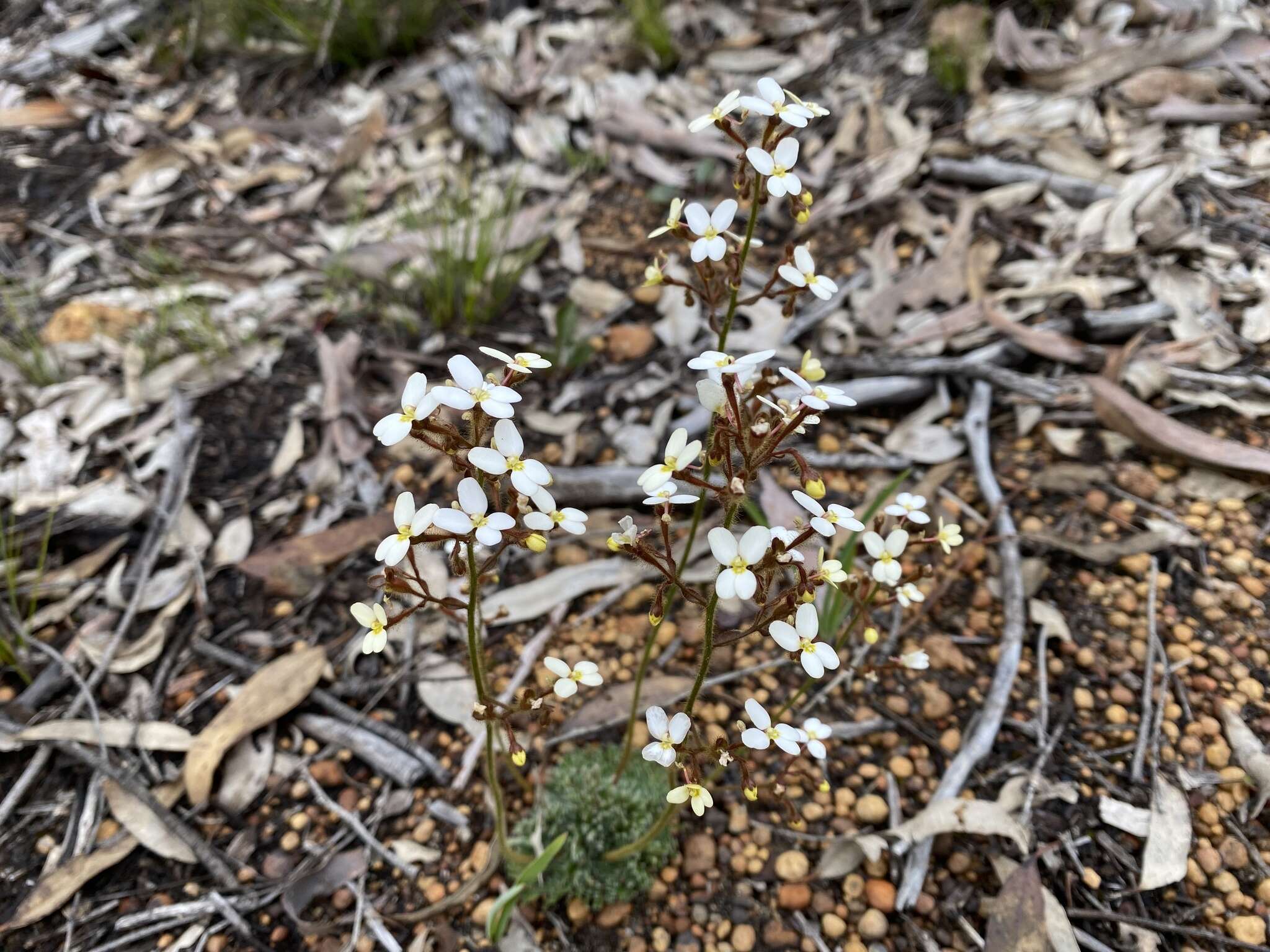 Image of Stylidium ciliatum Lindl.