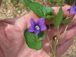 Image of <i>Viola <i>sororia</i></i> var. sororia