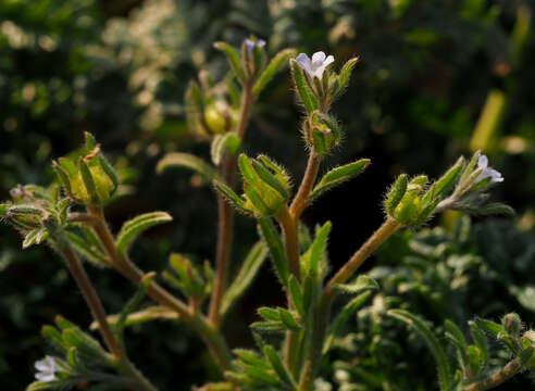 Image de Lappula spinocarpos (Forsk.) Ascherson