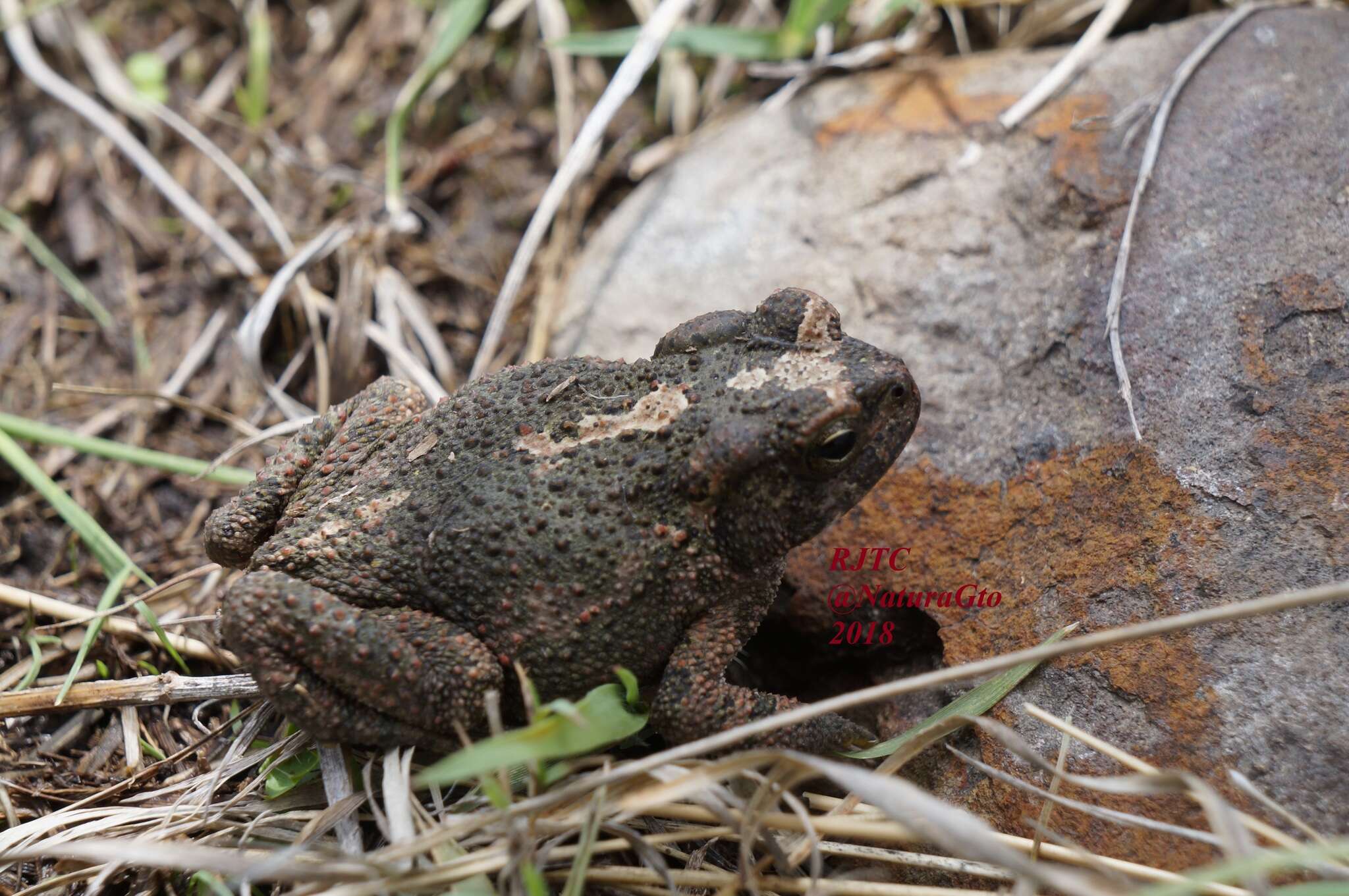 Image of Plateau toad