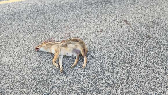 Image of Syrian jackal