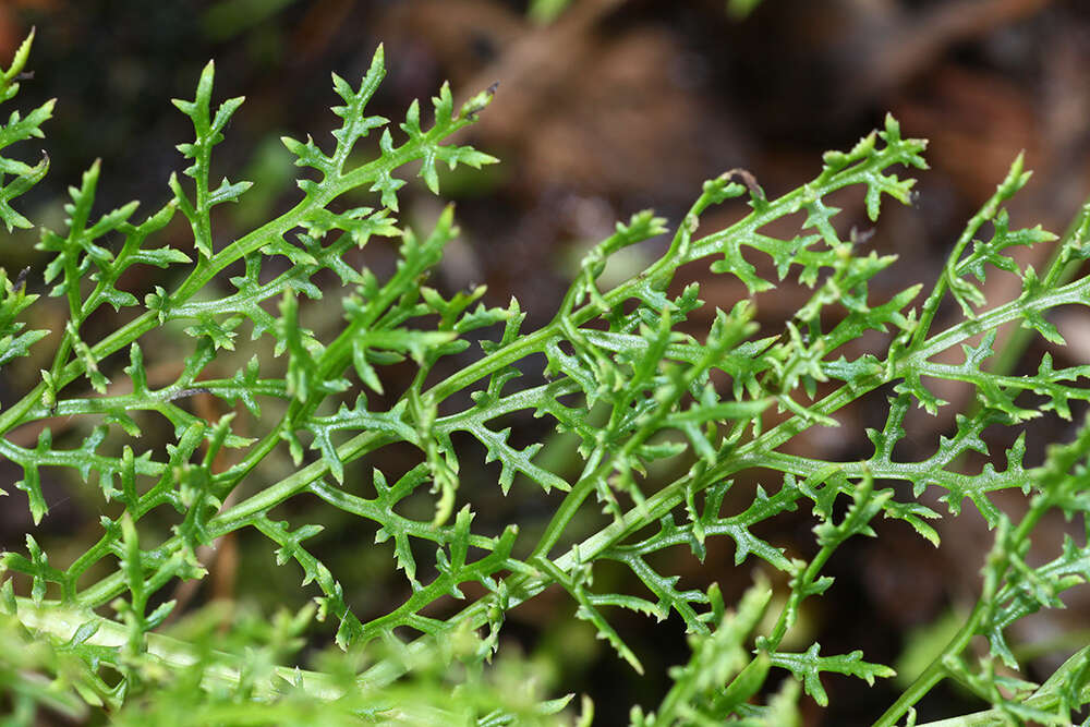 Слика од Pedicularis grandiflora Fisch.