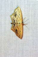 Image of Frosted Tan Wave Moth