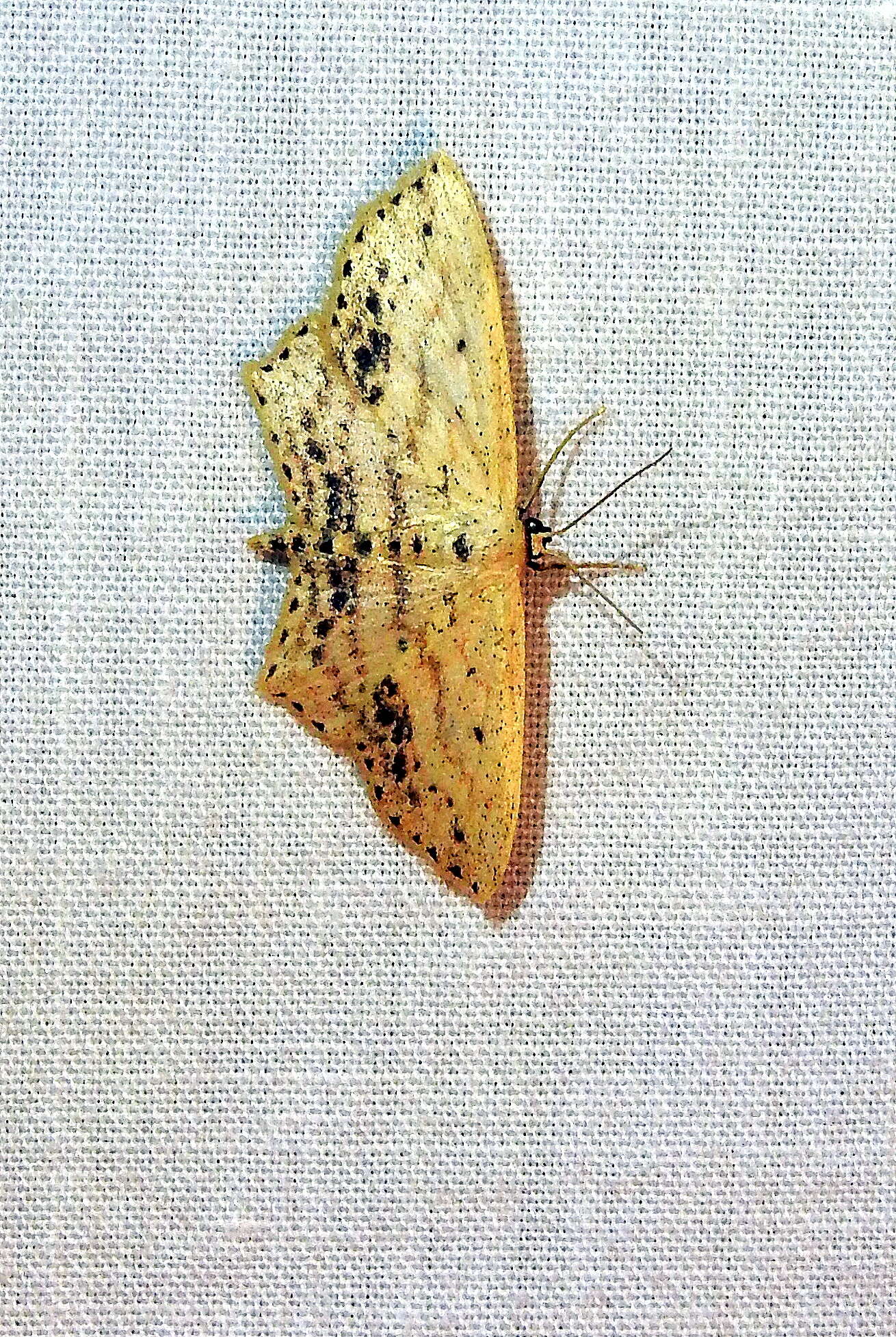 Image of Frosted Tan Wave Moth