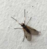 Image of Small Fleck-winged Snipe Fly