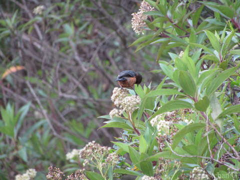 Image of Rufous-browed Conebill