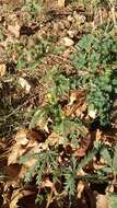 Image of Potentilla recta subsp. laciniosa (Kit. ex Nestler) Nyman