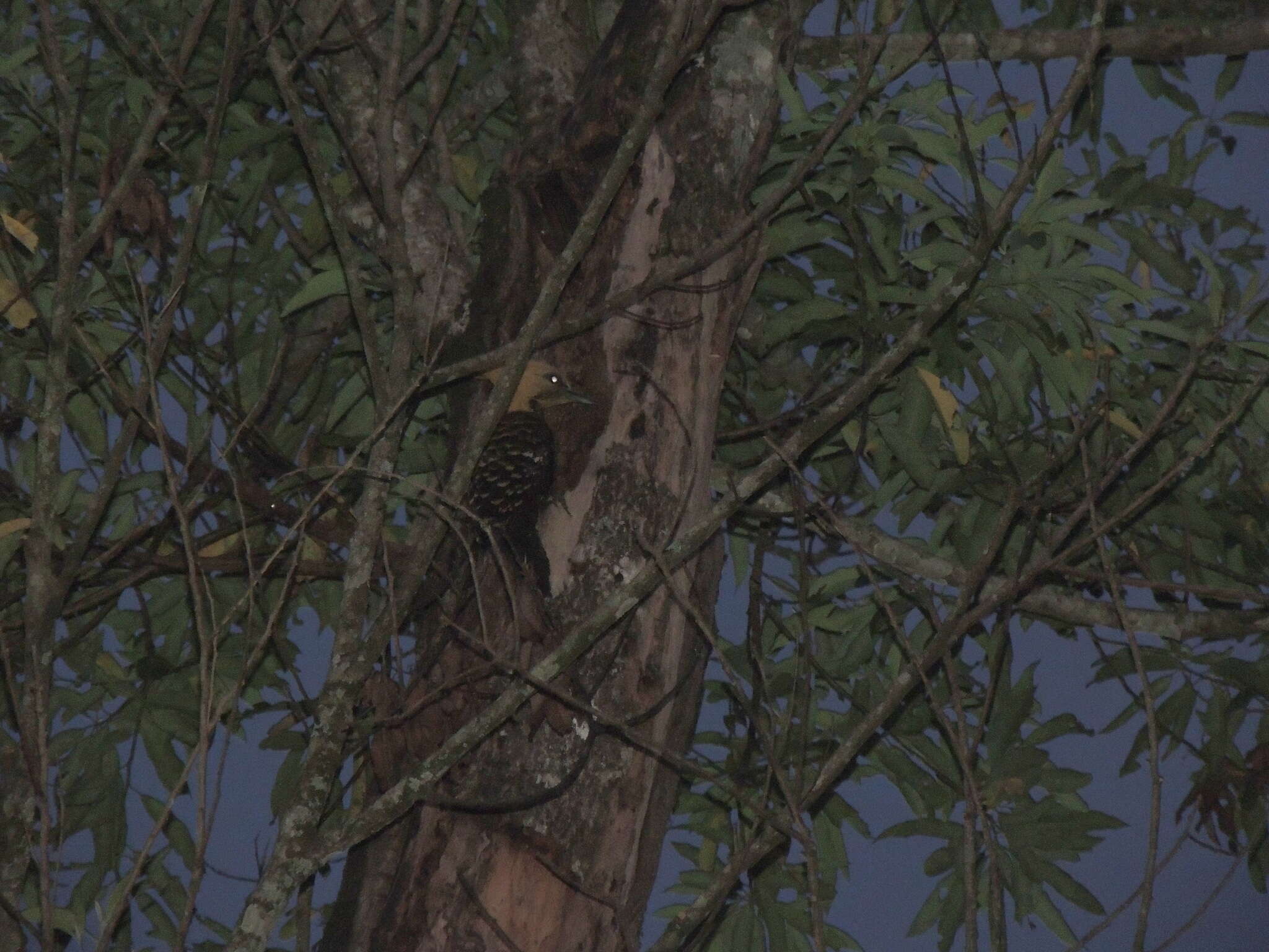 Image of Blond-crested Woodpecker