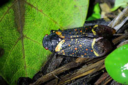 Image of Zeunasa fastuosa (Gerstaecker 1860)