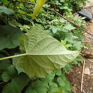 Image of Ipomoea funis Cham. & Schltdl.