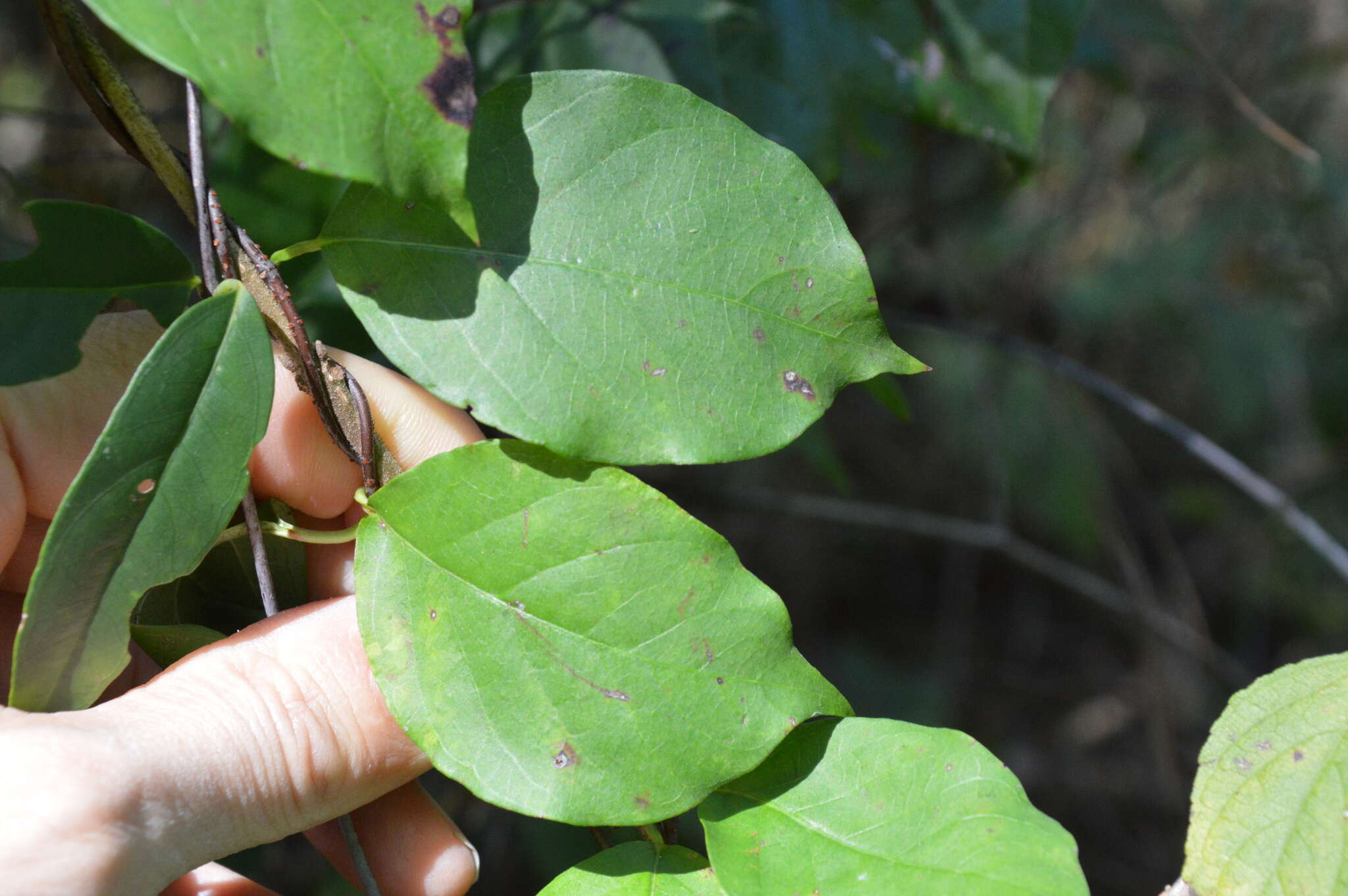 Image of Climbing-Dogbane