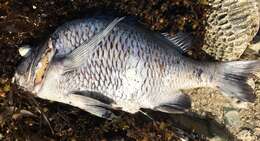 Image of Black bream