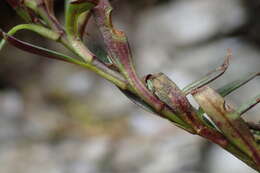 Слика од Veronica linifolia Hook. fil.