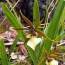 Image of Prosthechea pastoris (Lex.) Espejo & López-Ferr.