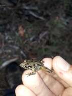 Image of Iberian Painted Frog