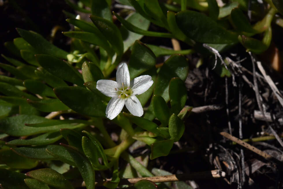 Image of water minerslettuce