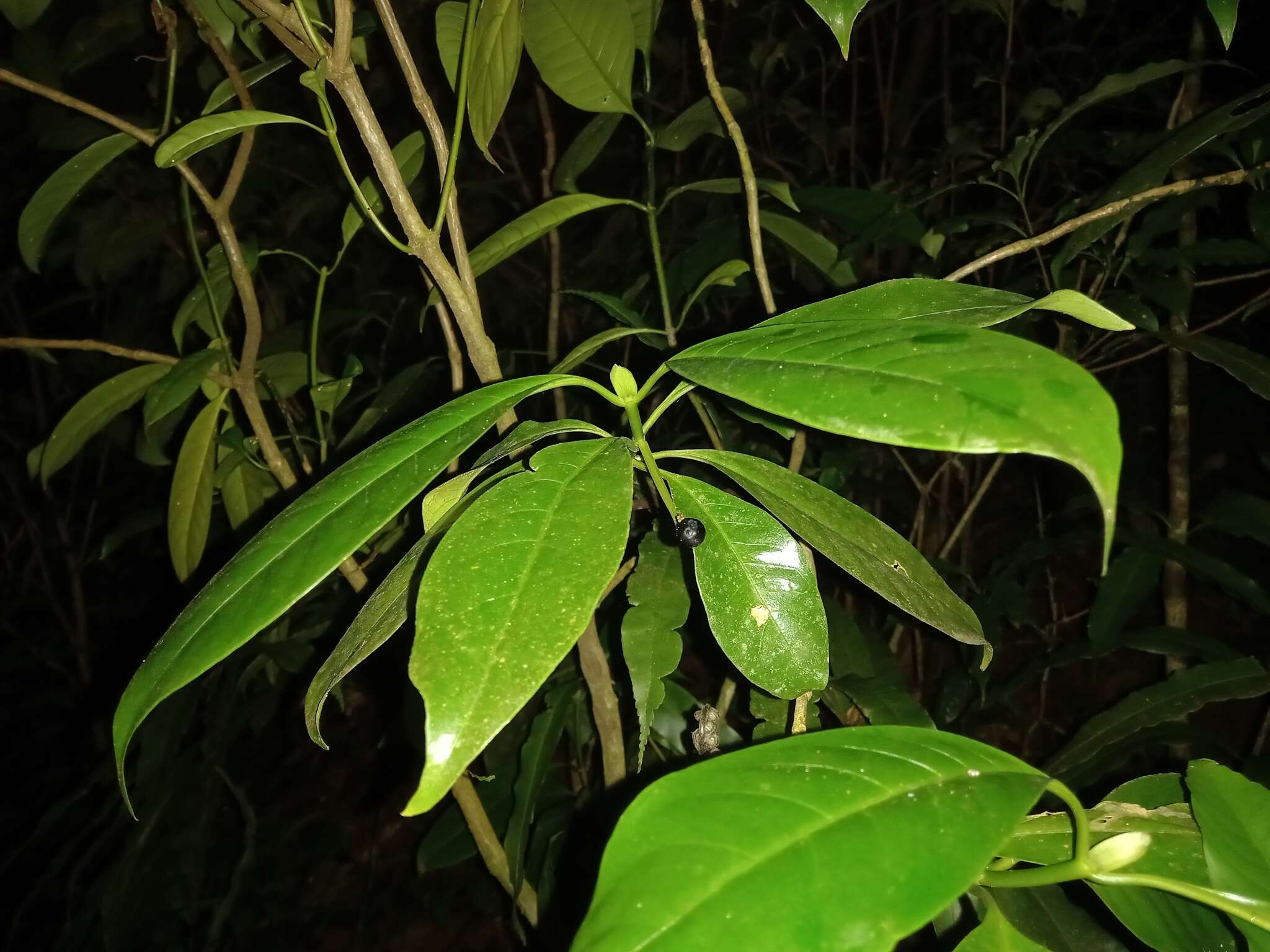 Image of Rudgea stipulacea (DC.) Steyerm.