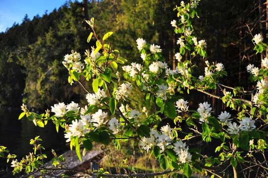 Image of Saskatoon serviceberry