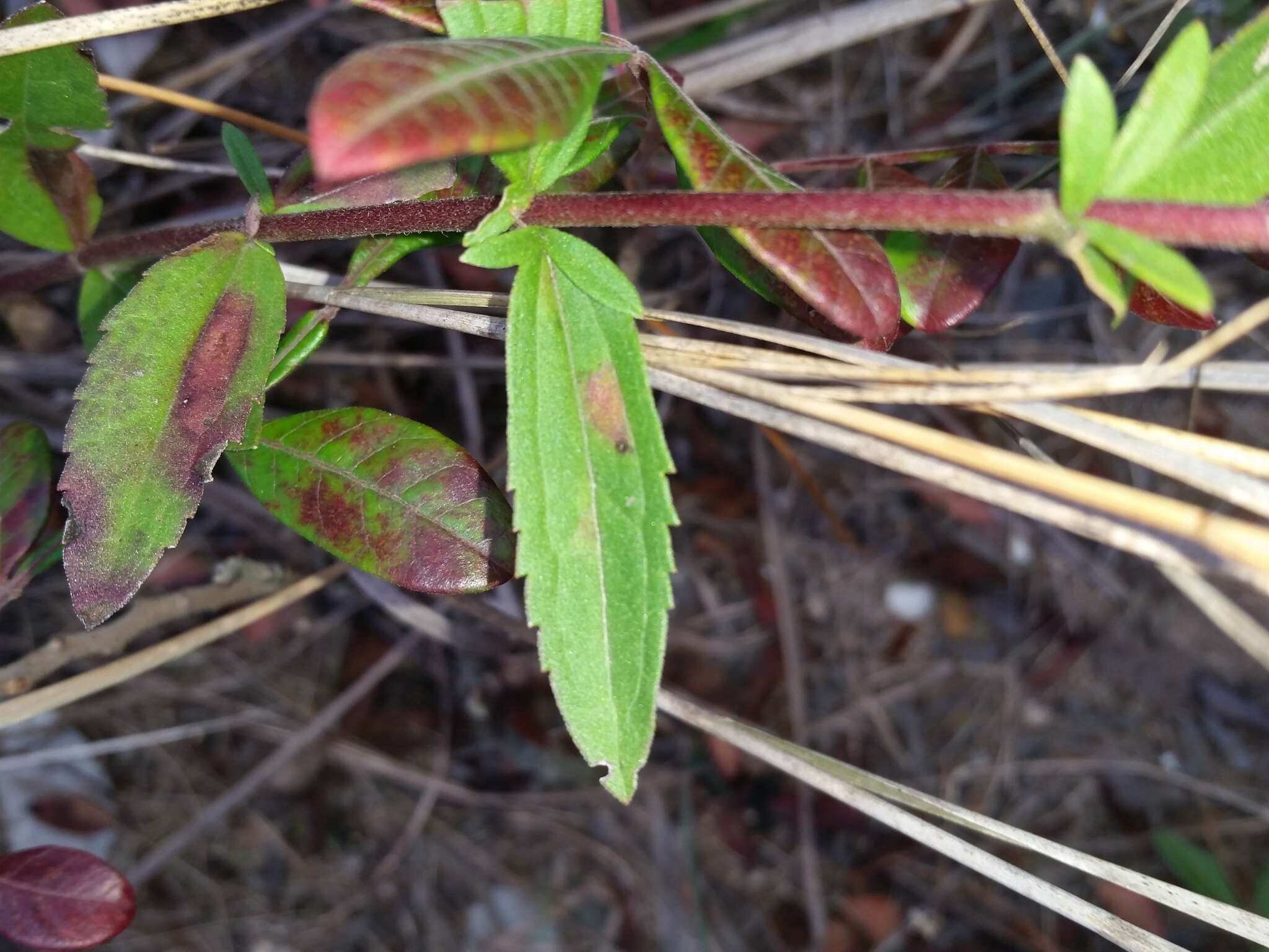 Eupatorium subvenosum (A. Gray) E. E. Schill.的圖片