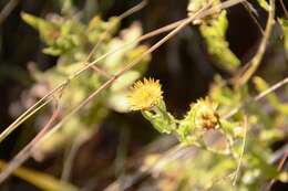 Image of Helichrysum aureum var. monocephalum (DC.) Hilliard