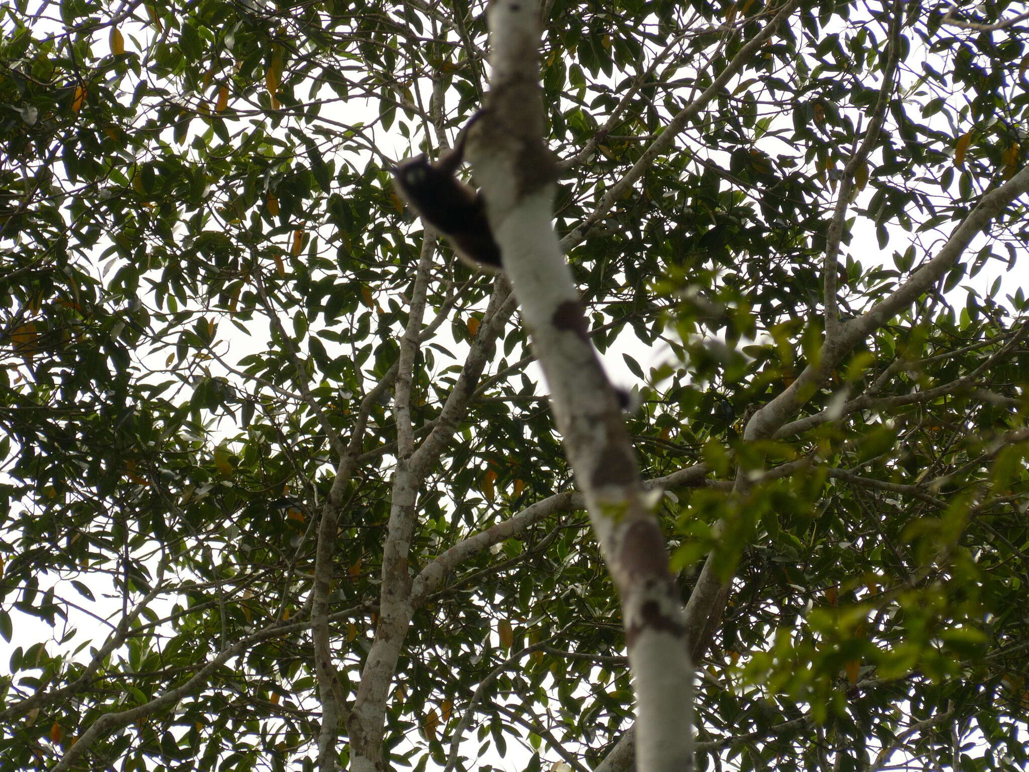 Image of Black-mantled tamarin