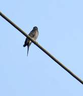 Image of Grey-bellied Cuckoo