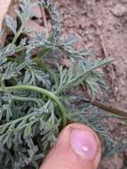 Imagem de Lomatium observatorium L. Constance & B. Ertter