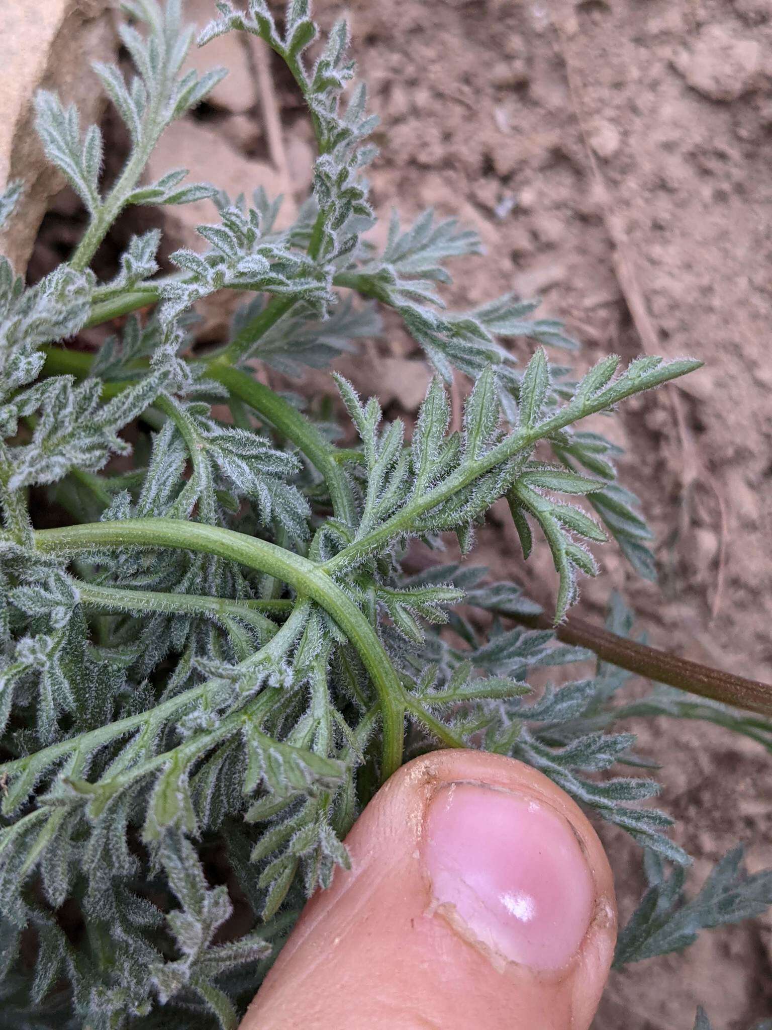 Image of Mt. Hamilton desertparsley