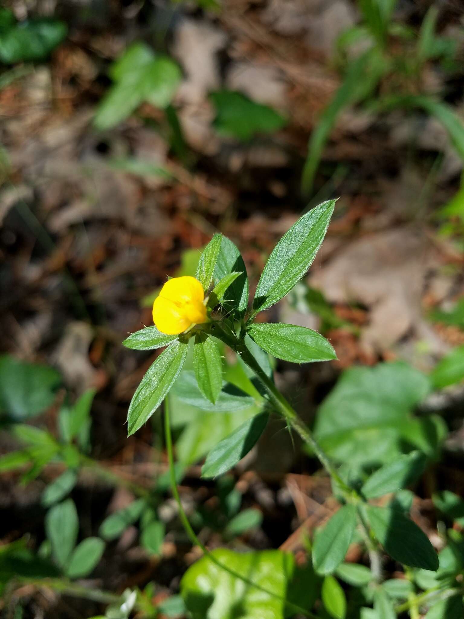 Image of sidebeak pencilflower