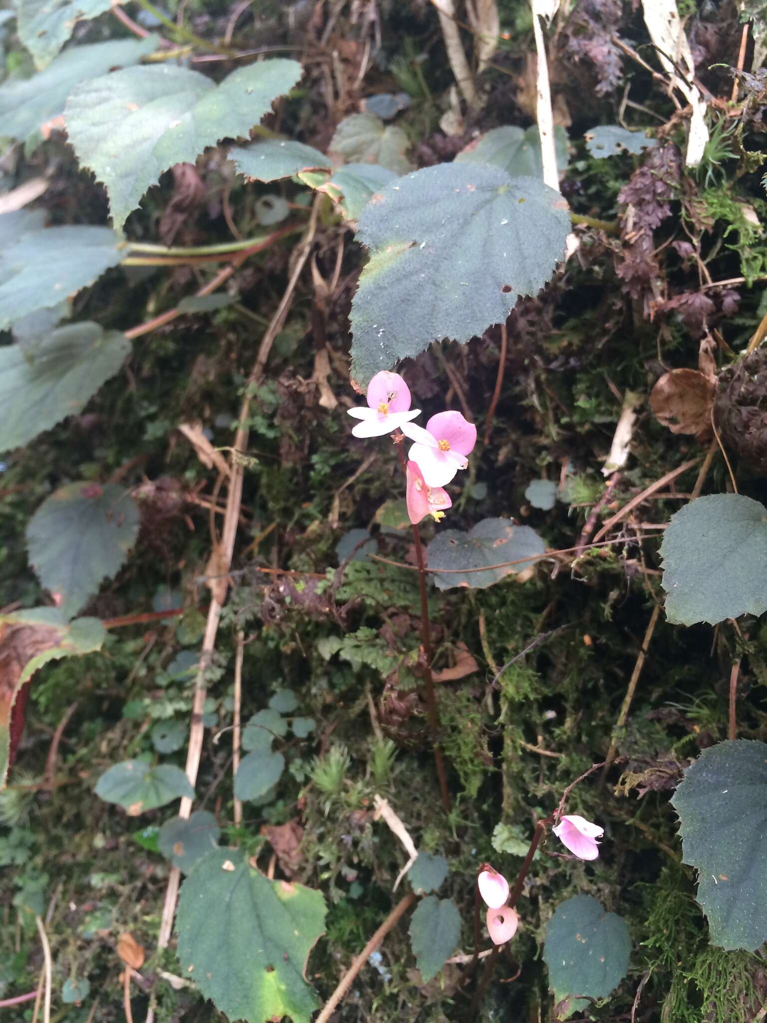 Image of Begonia fimbristipula Hance