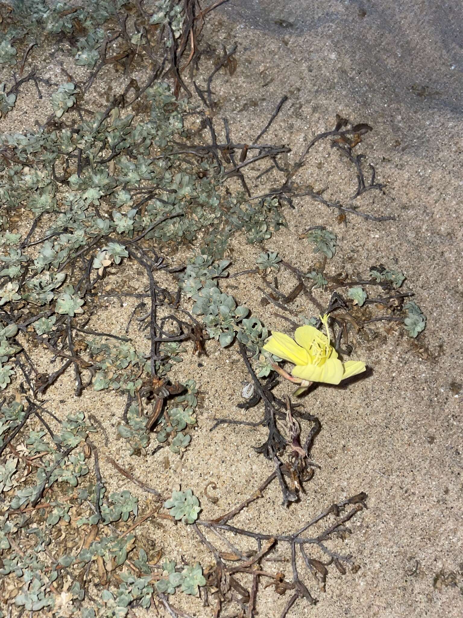 Image of Oenothera drummondii subsp. thalassaphila (Brandegee) W. Dietrich & W. L. Wagner