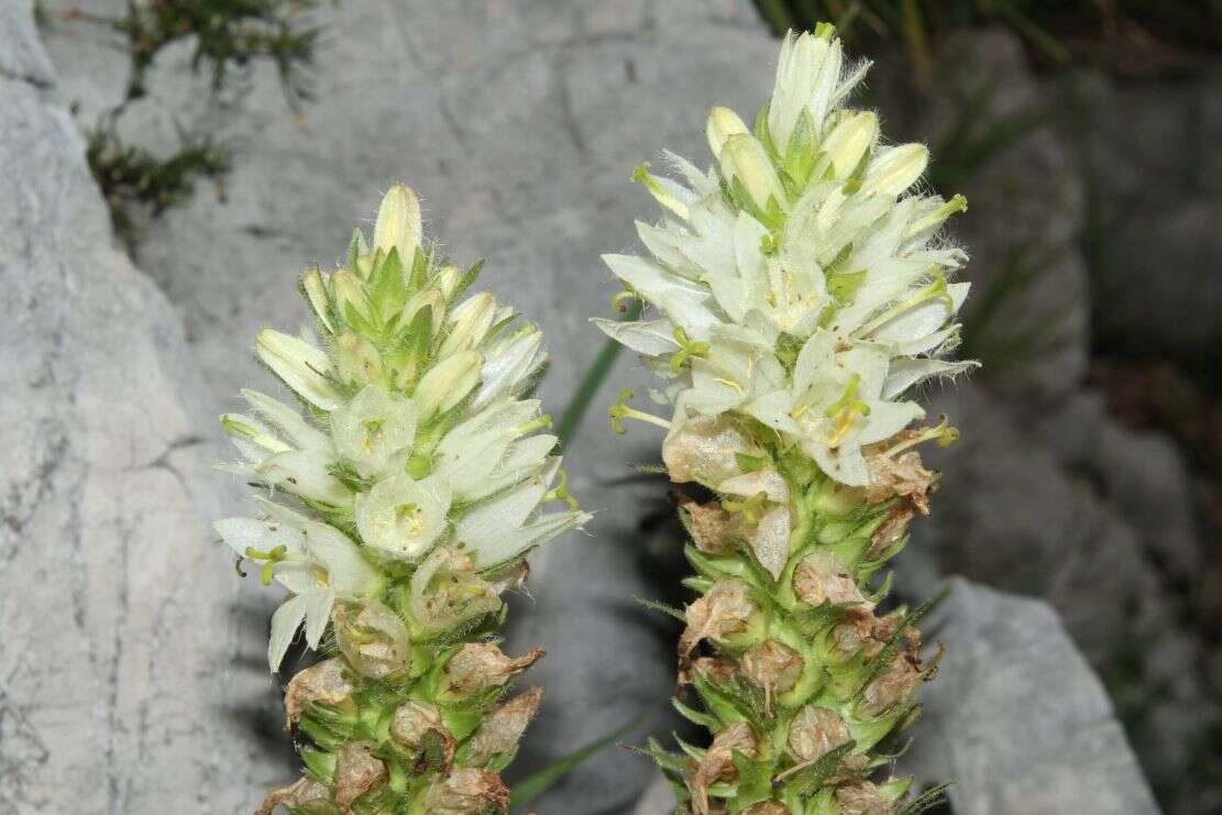 Image of Campanula thyrsoides subsp. carniolica (Sünd.) Podlech