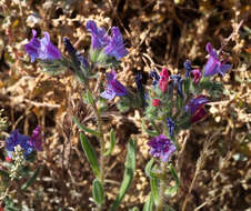 Image of Echium rauwolfii Del.