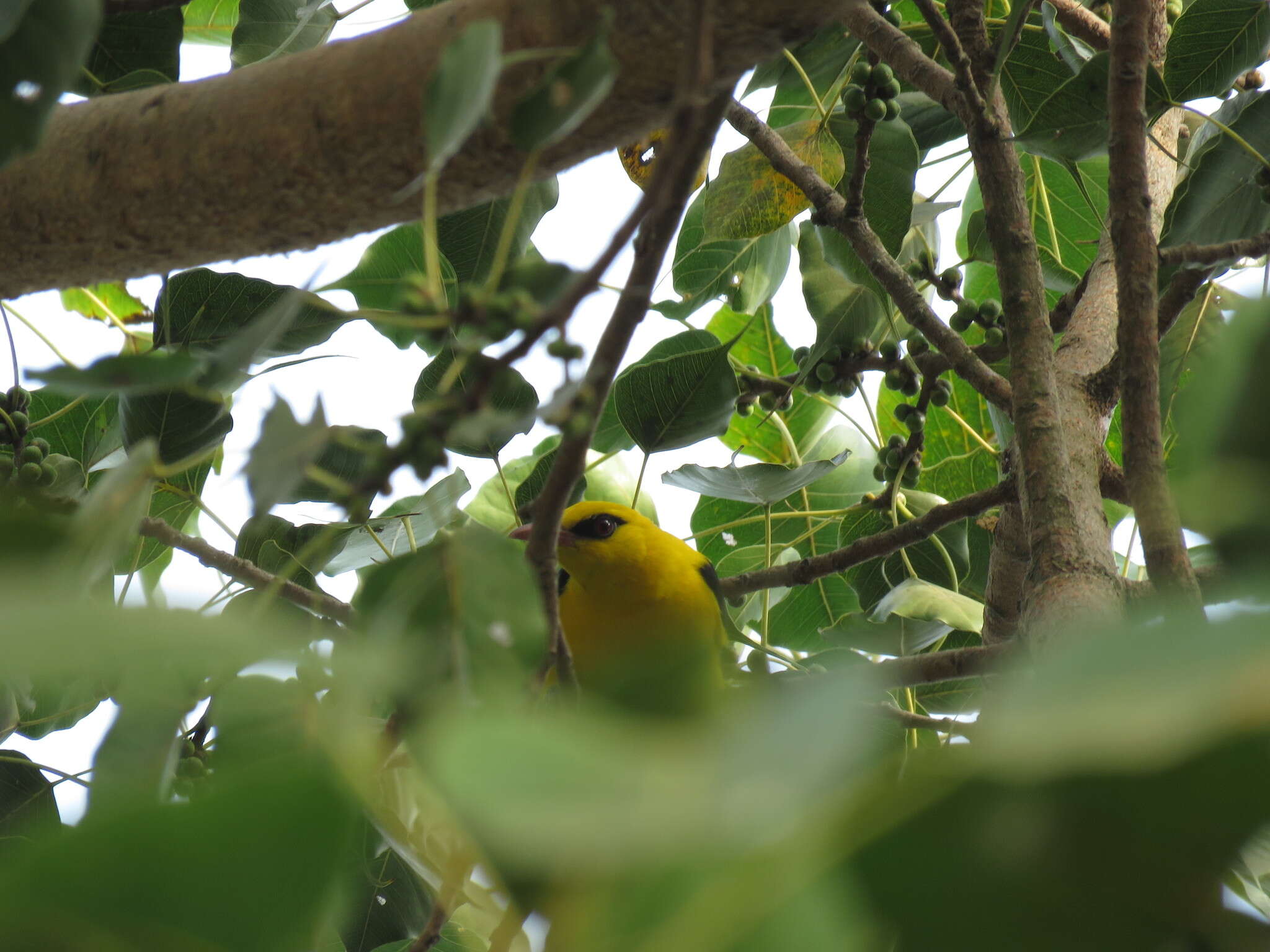 Image of Indian Golden Oriole