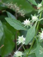 Image of clustered bushmint