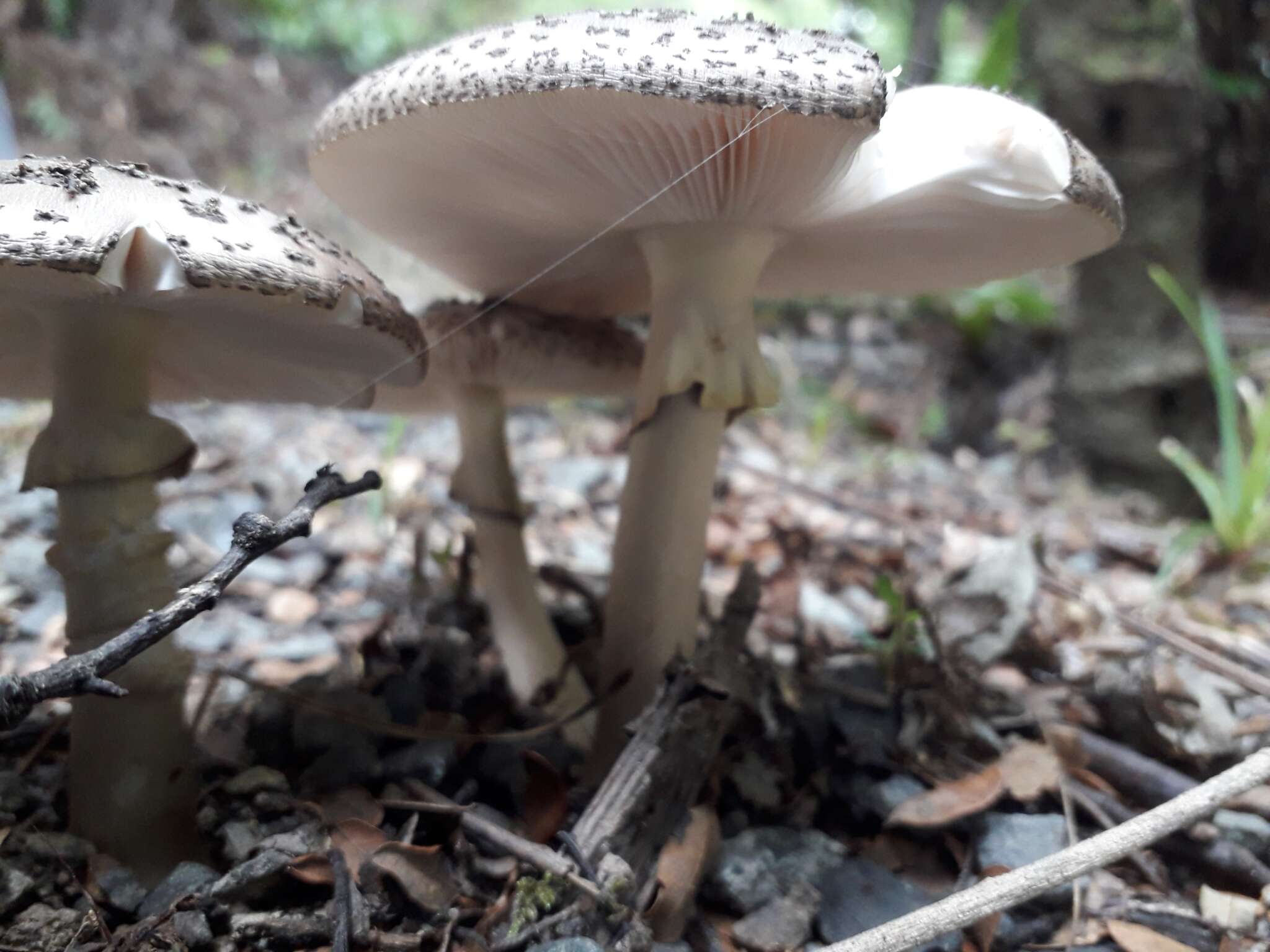 Image of Amanita nothofagi G. Stev. 1962