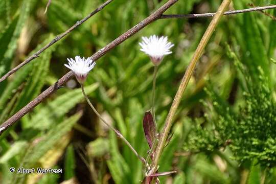 صورة Knautia integrifolia subsp. urvillei (Coulter) Greuter